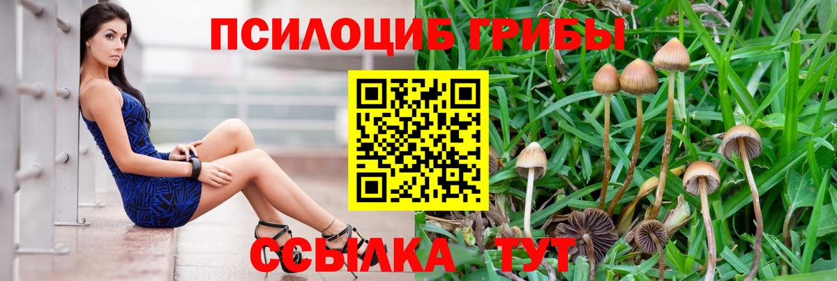 Псилоцибиновые грибы мицелий Камышин